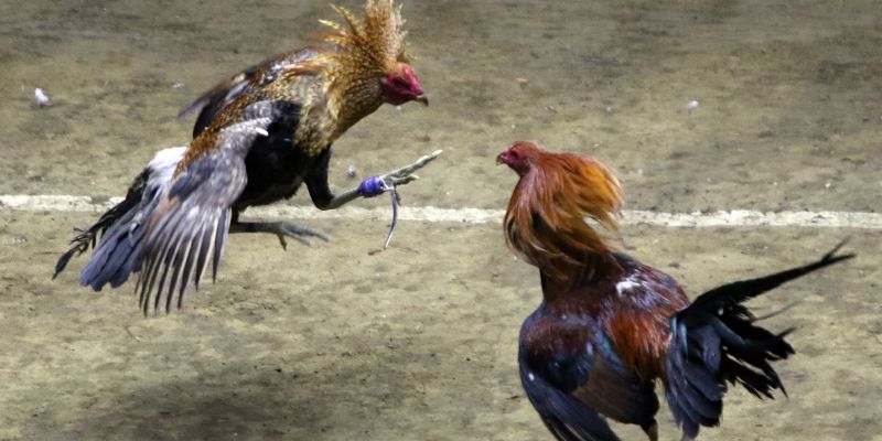 Đá gà C1 vốn là một giải đấu chuyên nghiệp